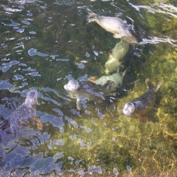 Lila met haar vriendjes in de puppypool.jpg